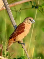 Yellow-rumped Munia (Lonchura flaviprymna) in Australia