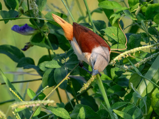 Yellow-rumped Munia (Lonchura flaviprymna) in Australia