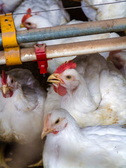 Live chickens for meat production feed on poultry farm in Santa Catarina state, south reguion of Brazil