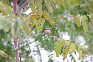 鮮やかな色彩のモズ（Brown shrike）