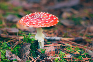 Mature Amanita Muscaria, Known as the Fly Agaric or Fly Amanita: Healing and Medicinal Mushroom with Red Cap Growing in Forest. Can Be Used for Micro Dosing, Spiritual Practices and Shaman Rituals
