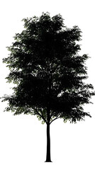  Silhouette of a Tree with Dense Foliage on white and transparent background. PNG