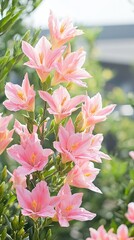 A cluster of delicate pink flowers blooming in a sunny environment.