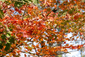Leaves are falling from the tree during autumn. Fall leaves are beautiful to see.