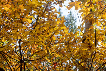 Leaves are falling from the tree during autumn. Fall leaves are beautiful to see.