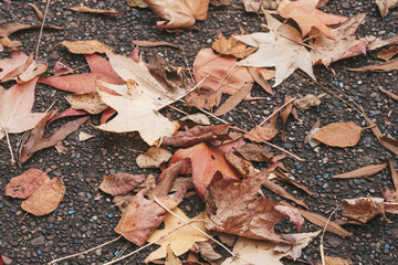 Falling leaves on the floor during autumn season