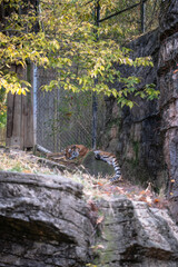 Tiger lying on the floor in the wildlife in the zoo