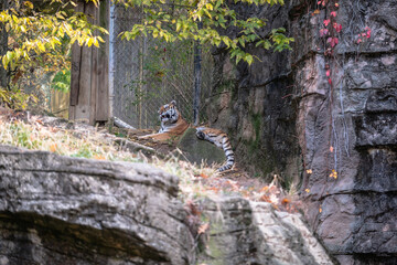Tiger lying on the floor in the wildlife in the zoo