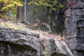 Tiger lying on the floor in the wildlife in the zoo