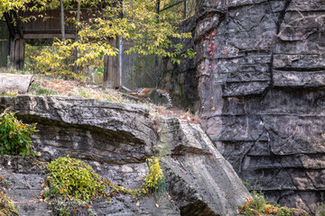 Tiger lying on the floor in the wildlife in the zoo