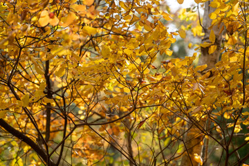 Leaves are falling from the tree during autumn. Fall leaves are beautiful to see.