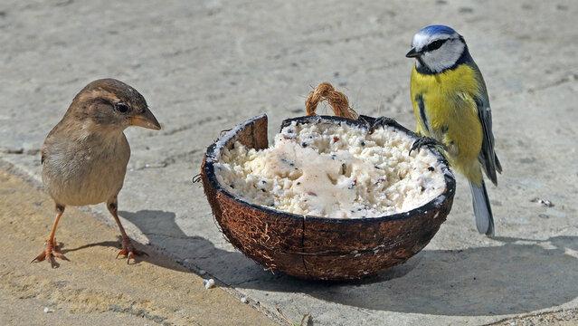 A Blue tit and a House Sparrow feeding at a Coconut Suet at a bird table in UK
