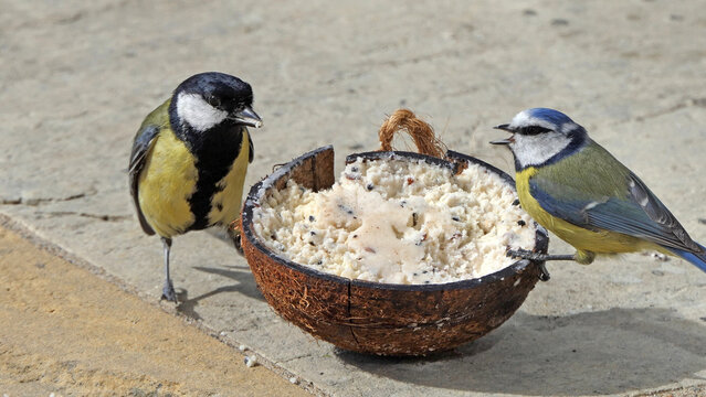 A Blue tit fighting with a Great tit feeding at a Coconut Suet at a bird table in UK