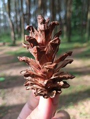 hand holding a plant