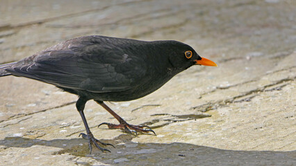 The common blackbird Turdus merula searching for food on the ground in UK