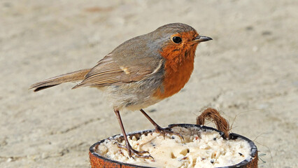 A Robn feeding on a Coconut Suet on the ground in UK
