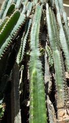 wild cactus close up multiple kinds 