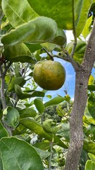 tangerines fresh on a tree close up organic