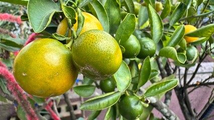 tangerines fresh on a tree close up organic