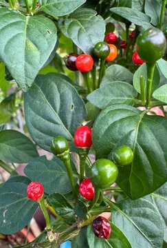 hot peppers chiltepe Central America pepper