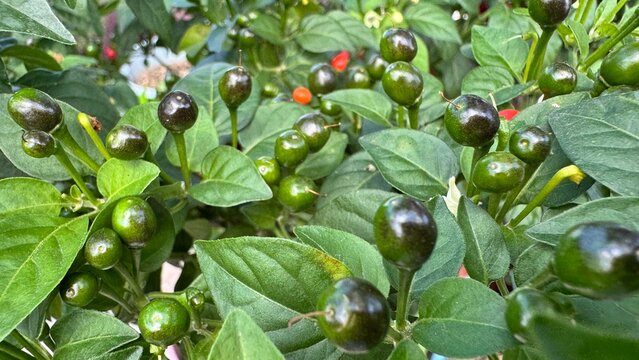hot peppers chiltepe Central America pepper