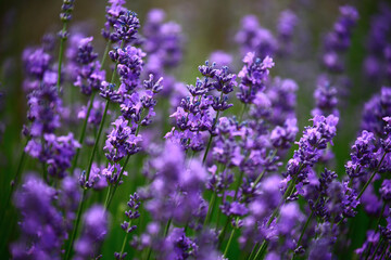 The scenery of Yili, Xinjiang, China in summer