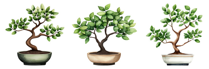 Beautifully Crafted Bonsai Trees in Elegant Pots Showcasing Nature's Artistry and Serenity