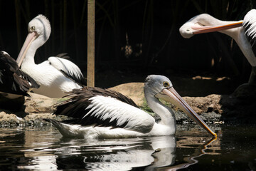 Group of Australian Pelicans With Nature Environment 