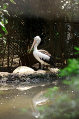 Portrait of Australian Pelican Standing on Ground Against Nature Background