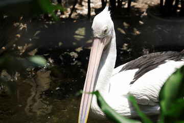 Portrait of Australian Pelican Swimming on Water With Nature Environment at Zoo