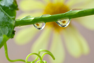 Water drops on a leaf