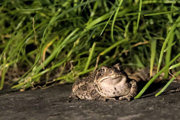 large toad frog sitting on stone slab with grass in the background at night (amphibian wildlife animal photo)