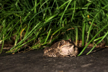 large toad frog sitting on stone slab with grass in the background at night (amphibian wildlife animal photo)