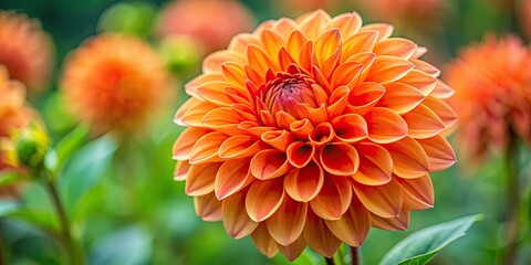 Vibrant orange dahlia flower in full bloom, orange, dahlia, flower, vibrant, bloom, garden, nature, petal, plant, flora