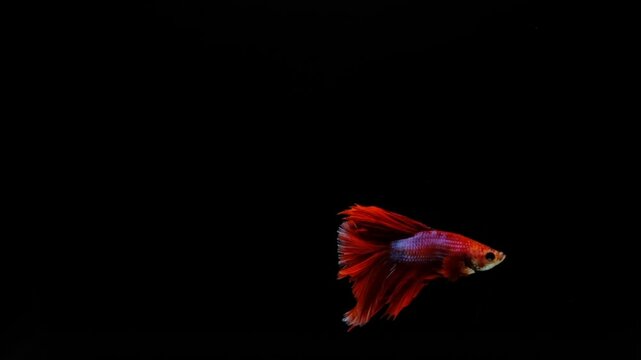 Red betta fish in front of a black background
