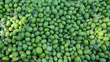 olives olive olive tree leaves ripe and semi ripe olives on the tree in autumn season in greece