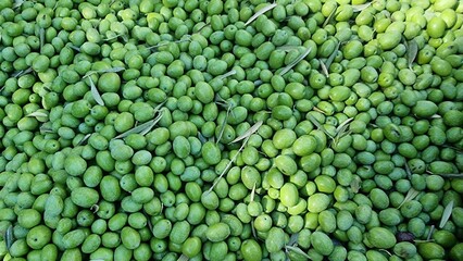 olives olive olive tree leaves ripe and semi ripe olives on the tree in autumn season in greece