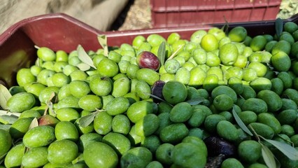 olives olive olive tree leaves ripe and semi ripe olives on the tree in autumn season in greece