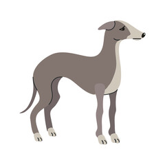 Italian greyhound icon clipart avatar logotype isolated illustration