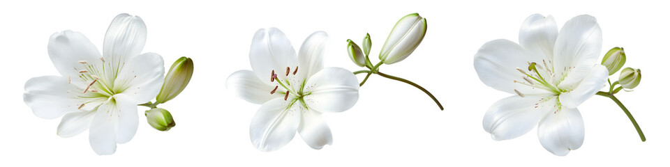 Fototapeta premium Lily White Flower Collection On Isolated Background