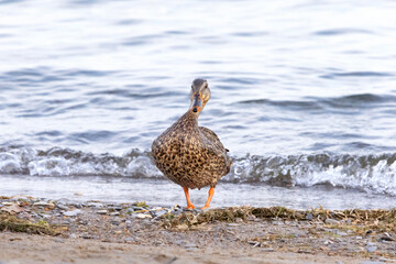 Female mallard duck Anas platyrhynchos walking out of the water and onto the beach of Lake Ontario Canada