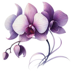 Obraz premium Purple orchid flowers and green leaves. Botanical watercolor illustration isolated on transparent background.