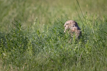 Wild burrowing owl at the Rocky Mountain Arsenal in Colorado.