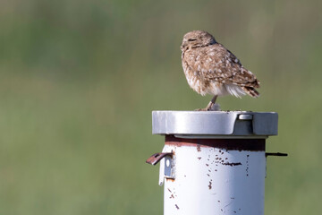 Wild burrowing owl at the Rocky Mountain Arsenal in Colorado.