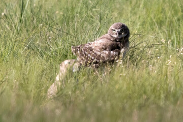 Wild burrowing owl at the Rocky Mountain Arsenal in Colorado.