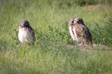 Wild burrowing owl at the Rocky Mountain Arsenal in Colorado.