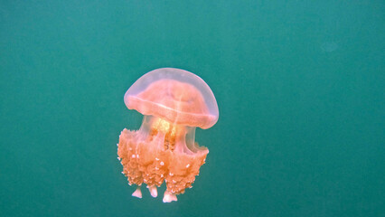 Stingless Golden Jellyfish in Jellyfish Lake in Palau