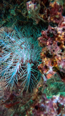 Crown of Thorns Starfish found in Mandarin Bay, Palau