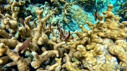 Pajama Cardinalfish hiding in coral reef in Mandarin Bay in Palau