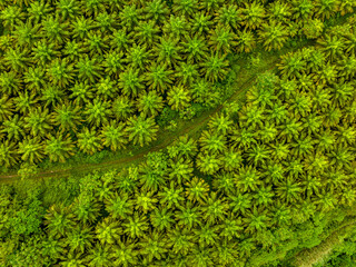 Aerial view of landscape oil palm 